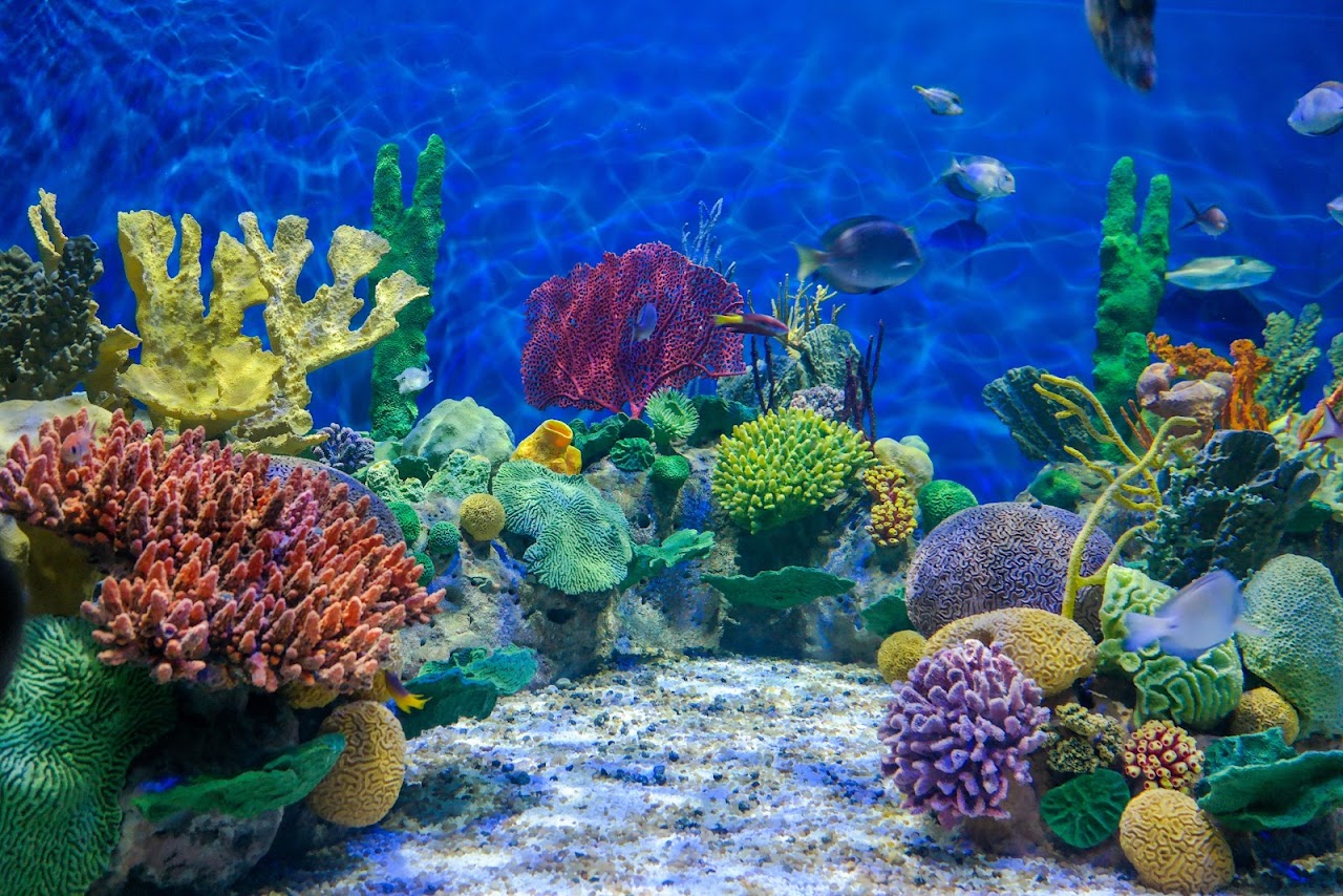 Морской аквариум Рио-де-Жанейро