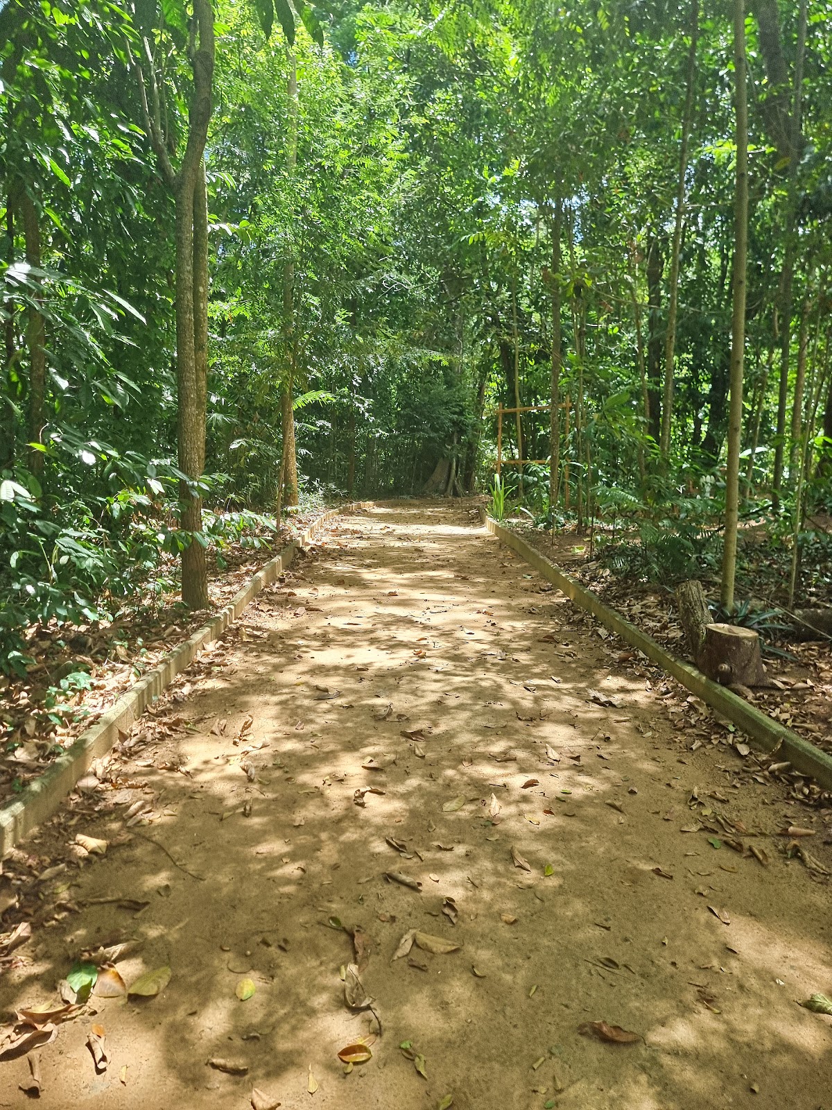 Salvador Botanical Garden | Oitis Forest, Салвадор