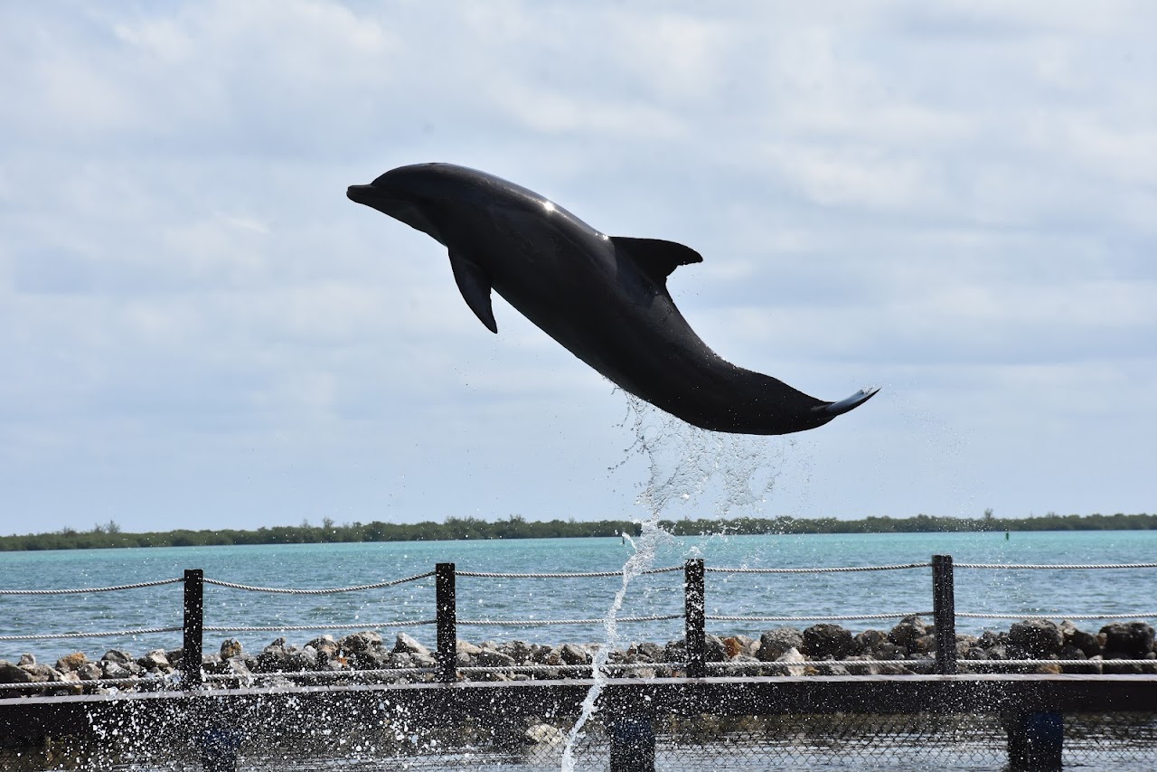 Dolphin Cove Cayman, Каймановы острова