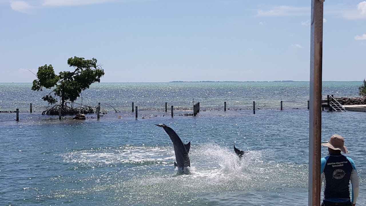 Dolphin Cove Cayman