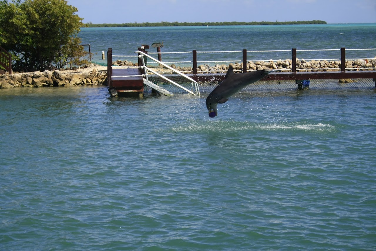 Dolphin Cove Cayman