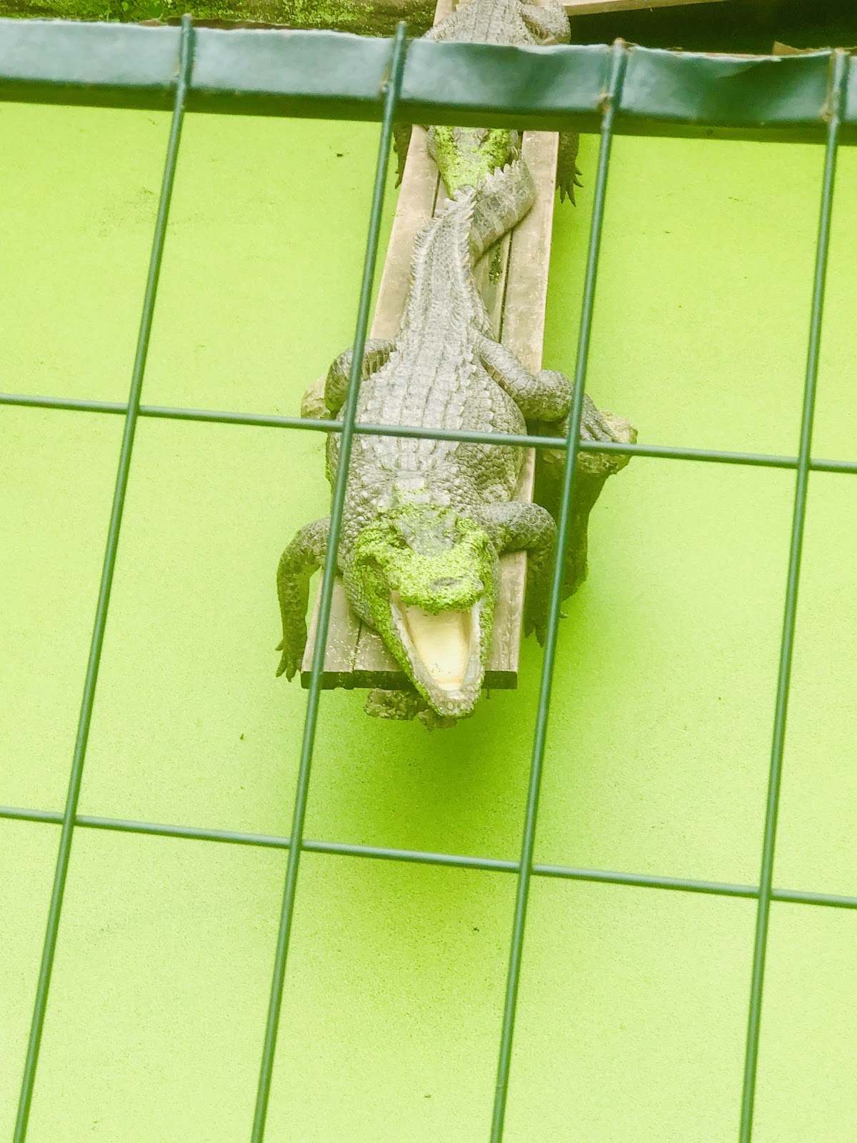 Chongqing Crocodile Center, Чунцин
