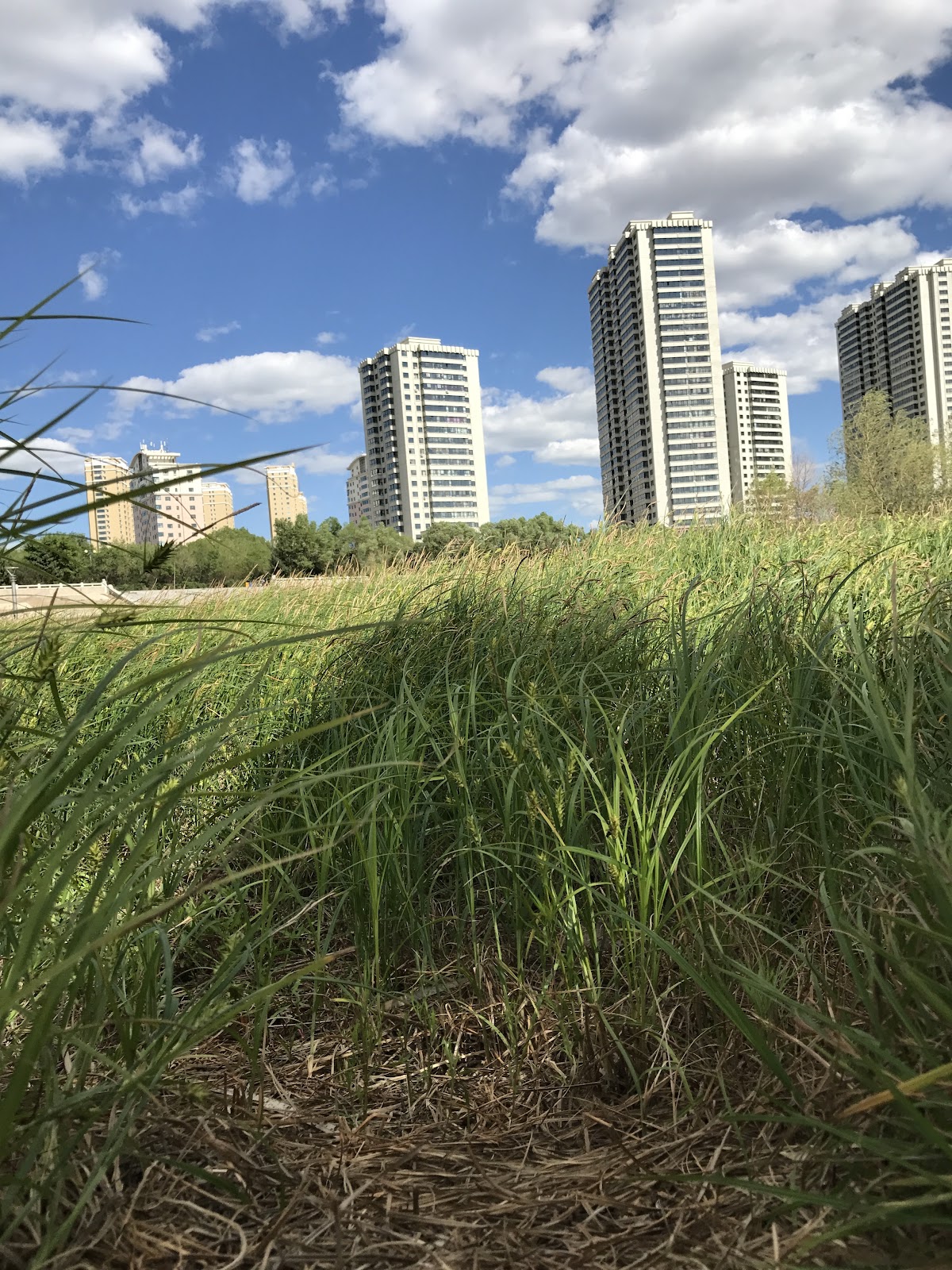 Nenjiang Park, Цицикар