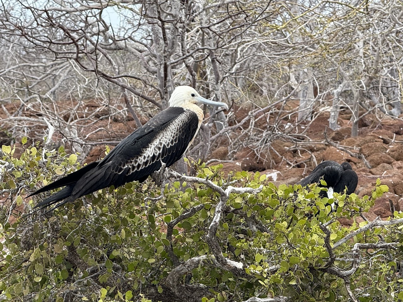 Isla Seymour Norte Tracking, Эквадор