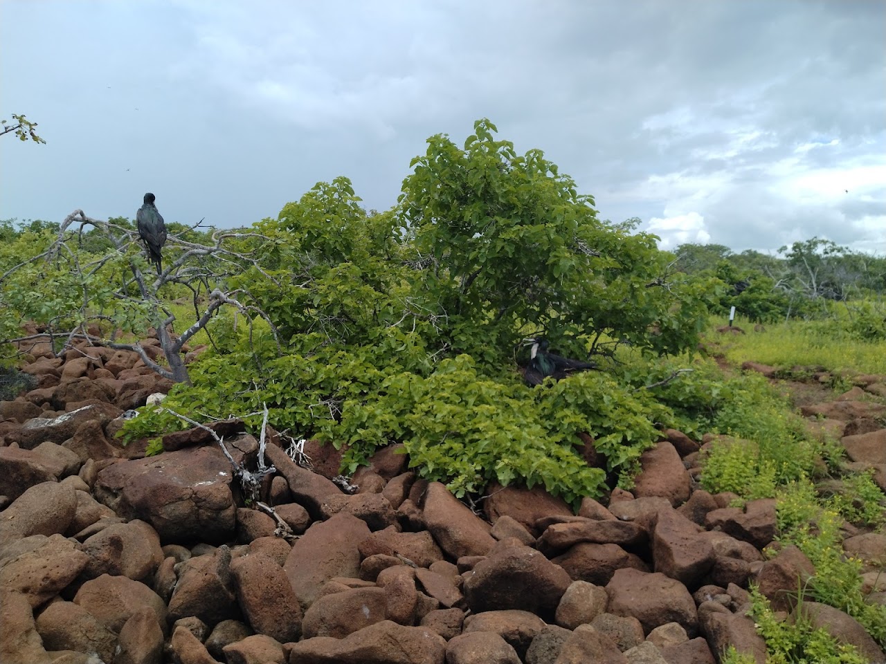 Isla Seymour Norte Tracking