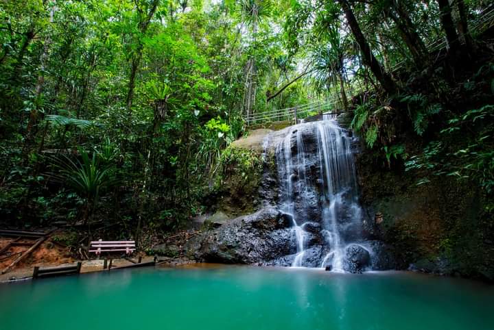 Colo-I-Suva Forest Park, Сува