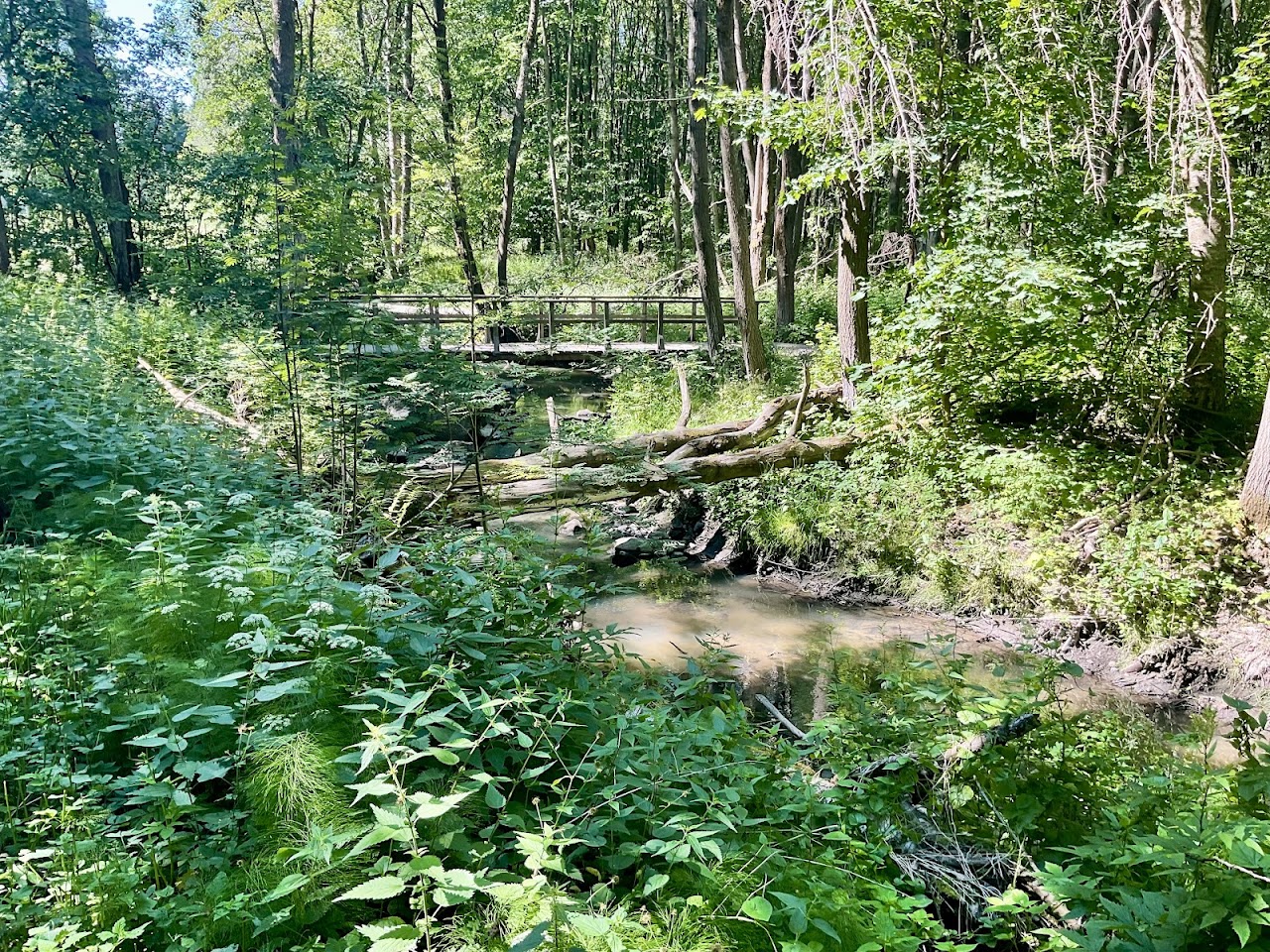 Центральный парк