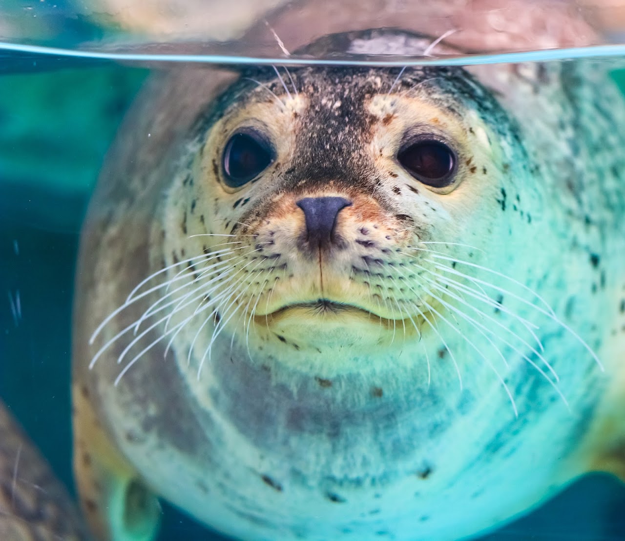 Biarritz Aquarium, Биарриц