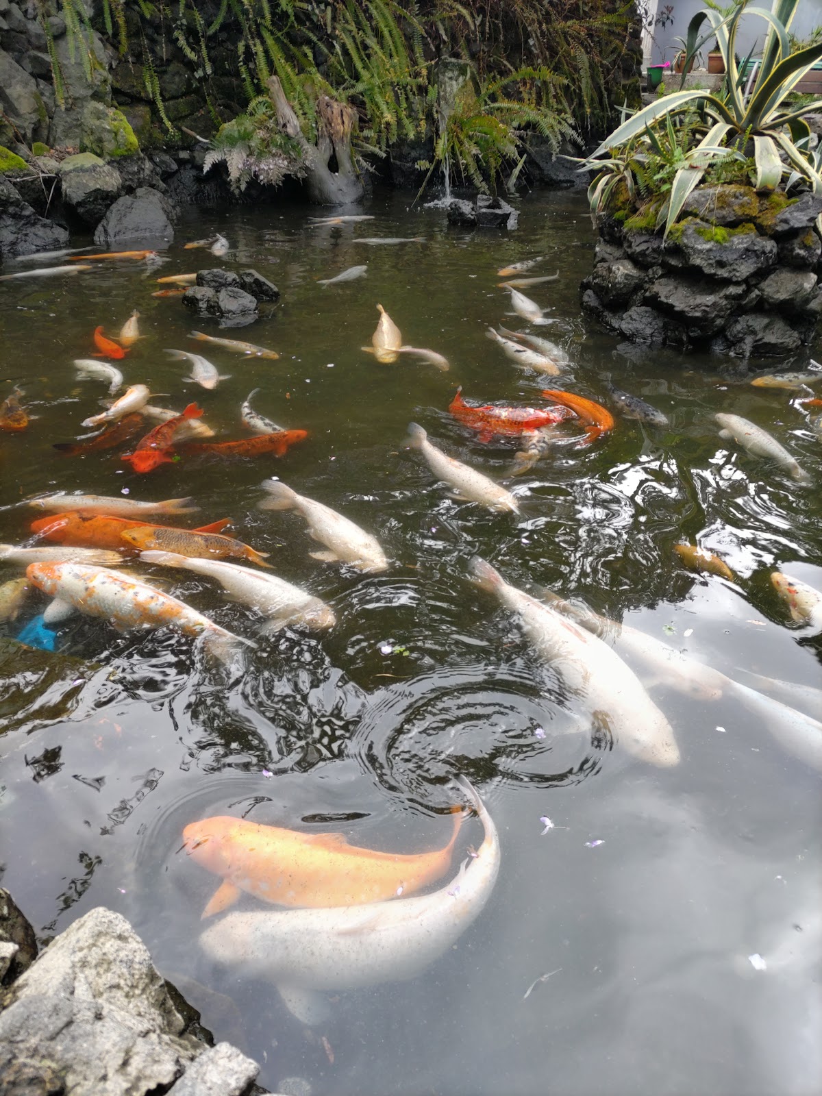 Artificial pond for Nishikigoi, 