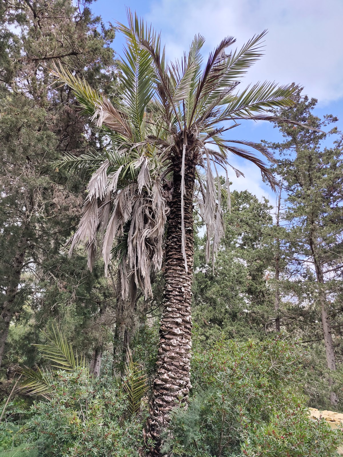 Palm of the Hippocrates, Кос