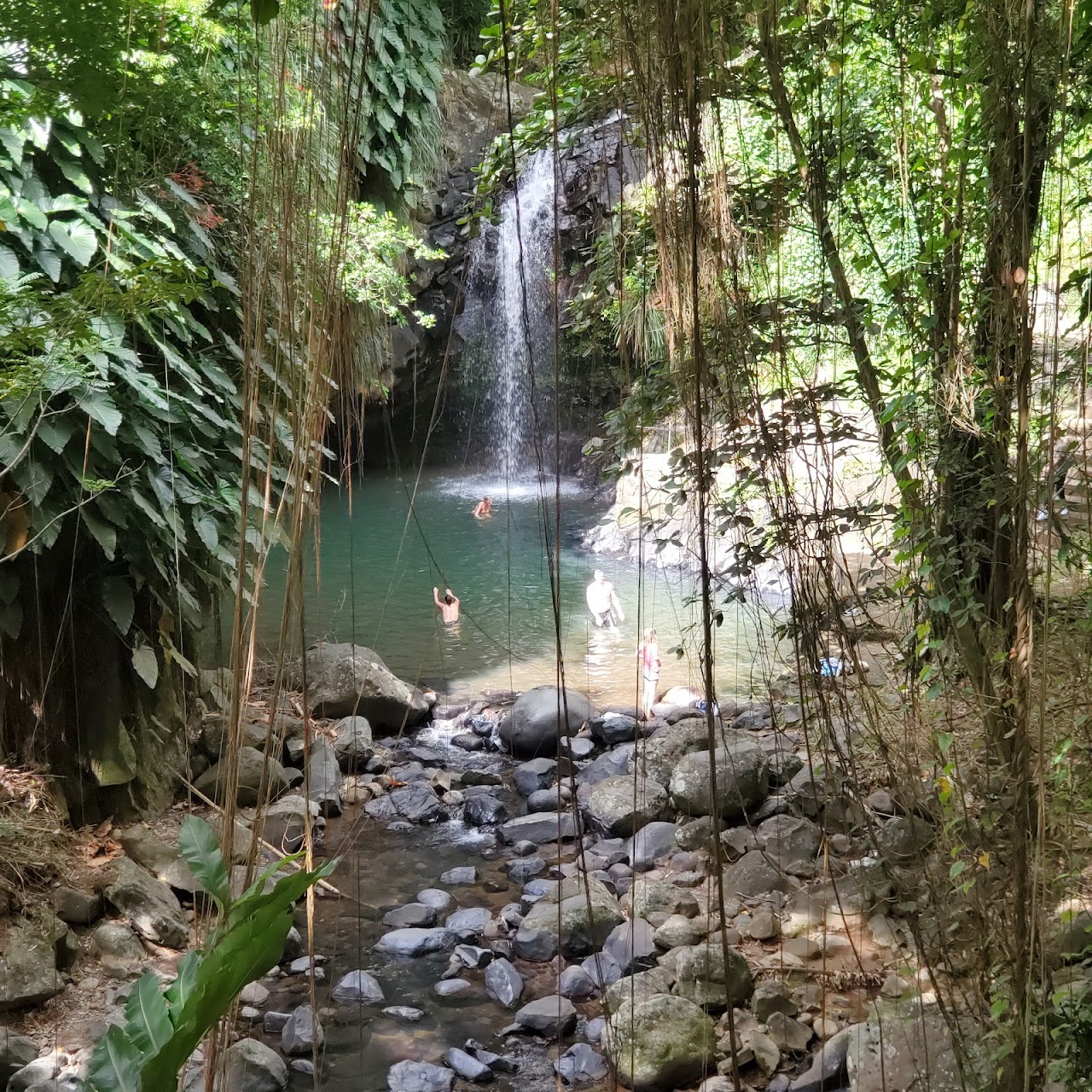 Annandale Waterfall & Forest Park