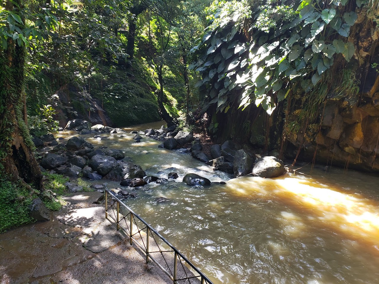 Annandale Waterfall & Forest Park