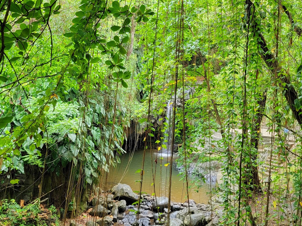 Annandale Waterfall & Forest Park