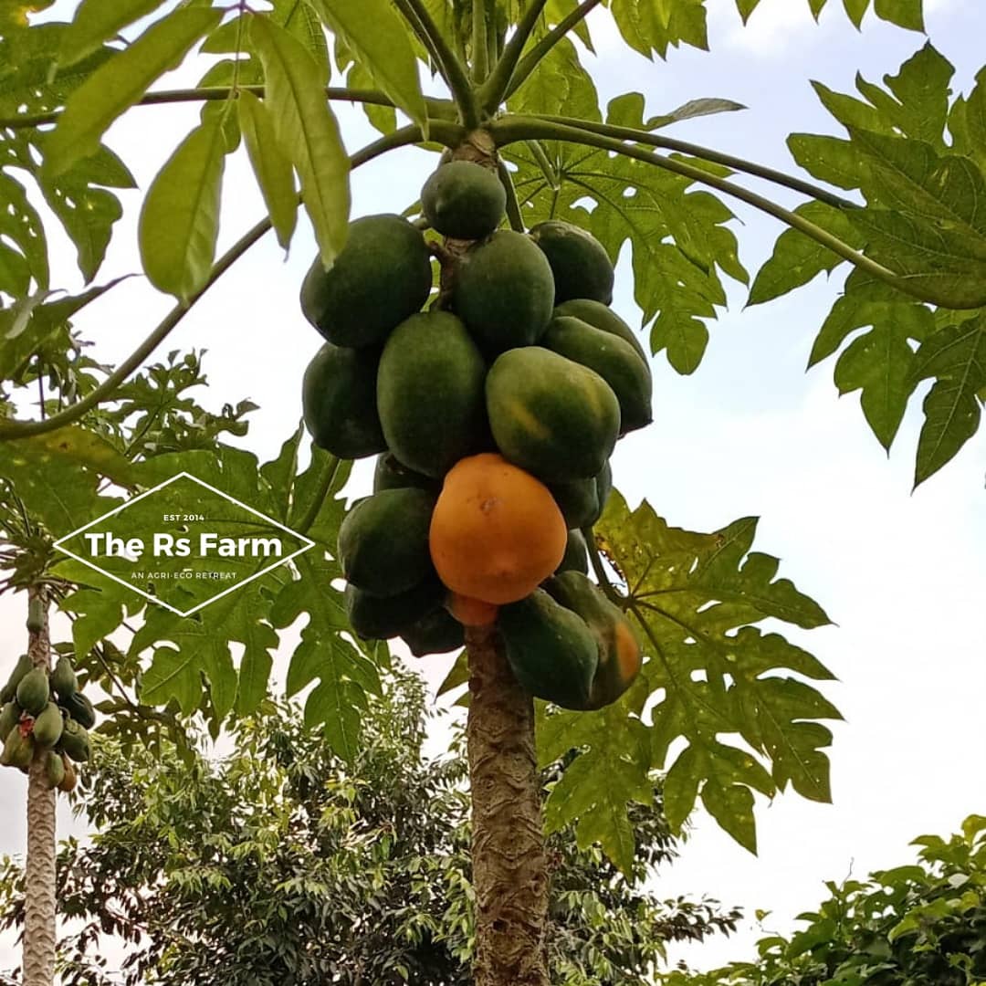 The Rs Farm | Agri-Eco Retreat | Outdoor Event Space