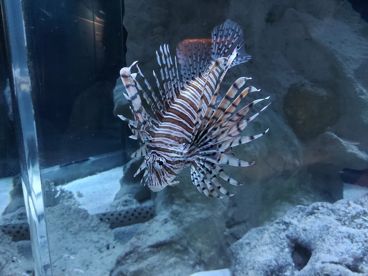 Aquarium of Cattolica