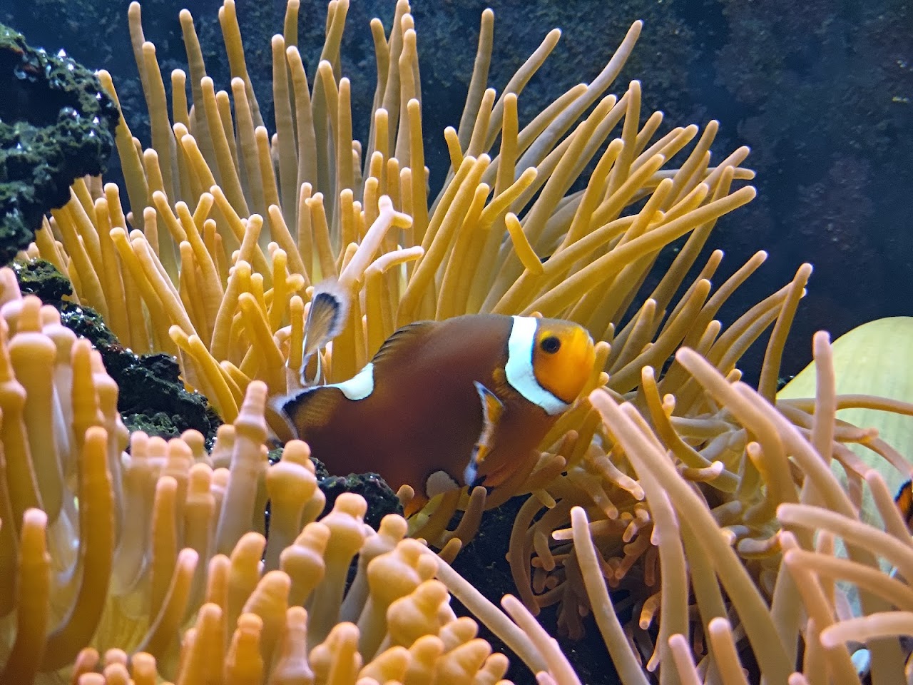 Aquarium of Cattolica