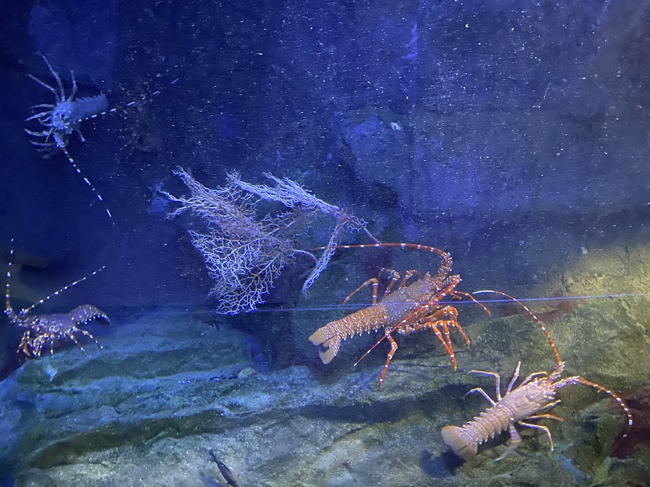 Aquarium of Cattolica