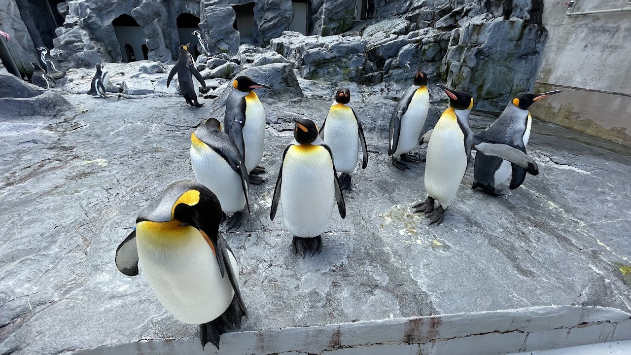Asahiyama Zoo, Асахикава