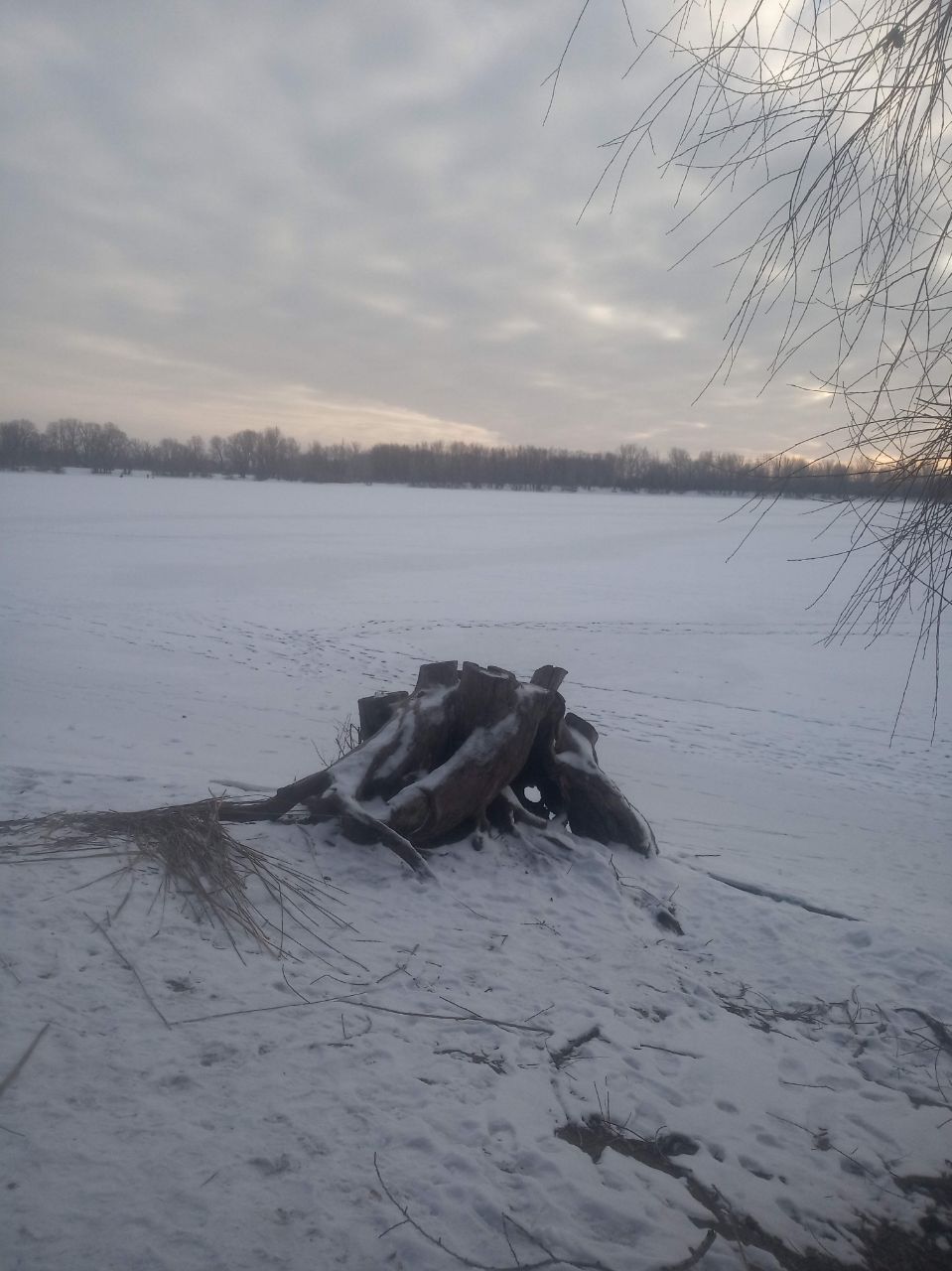 Пень, Павлодар
