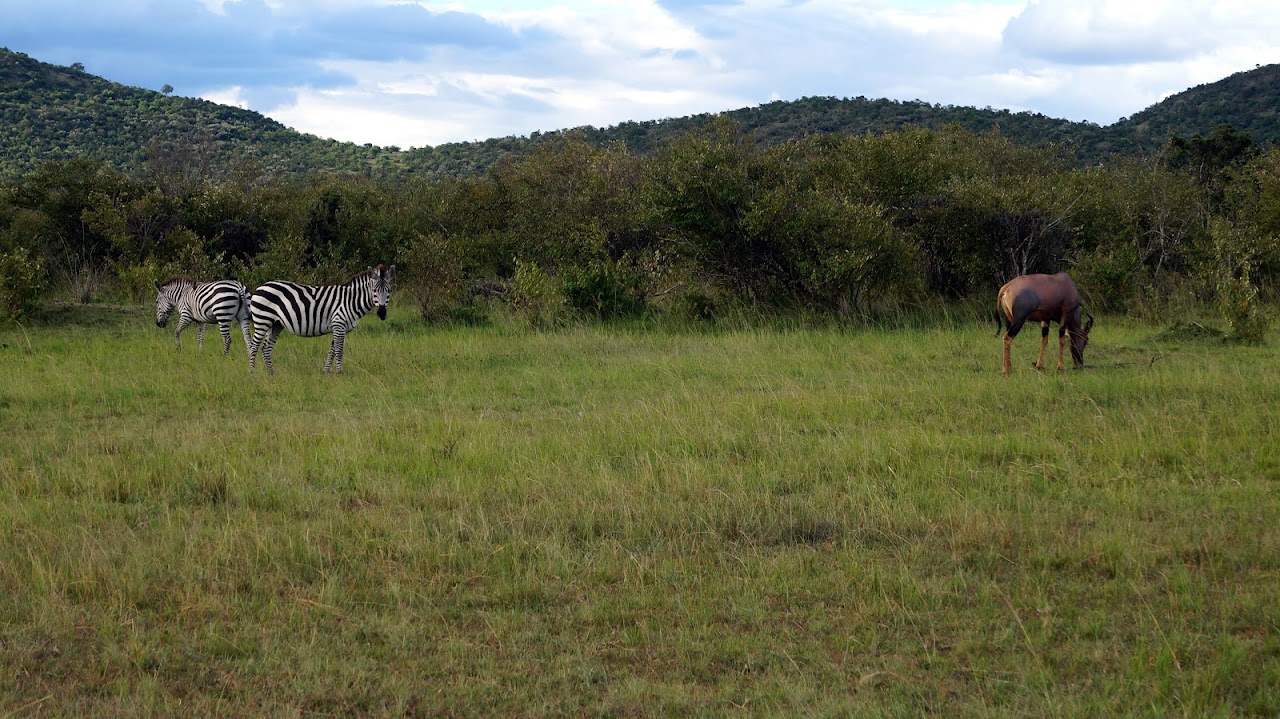 Masai Mara