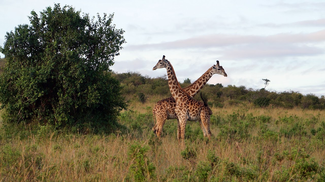 Masai Mara