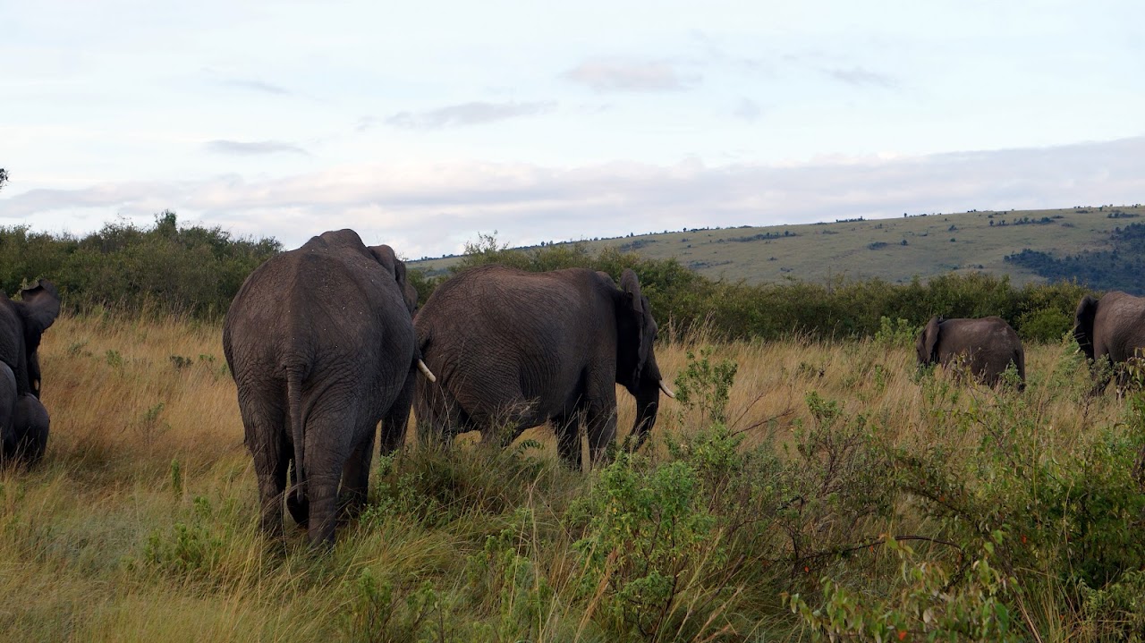 Masai Mara