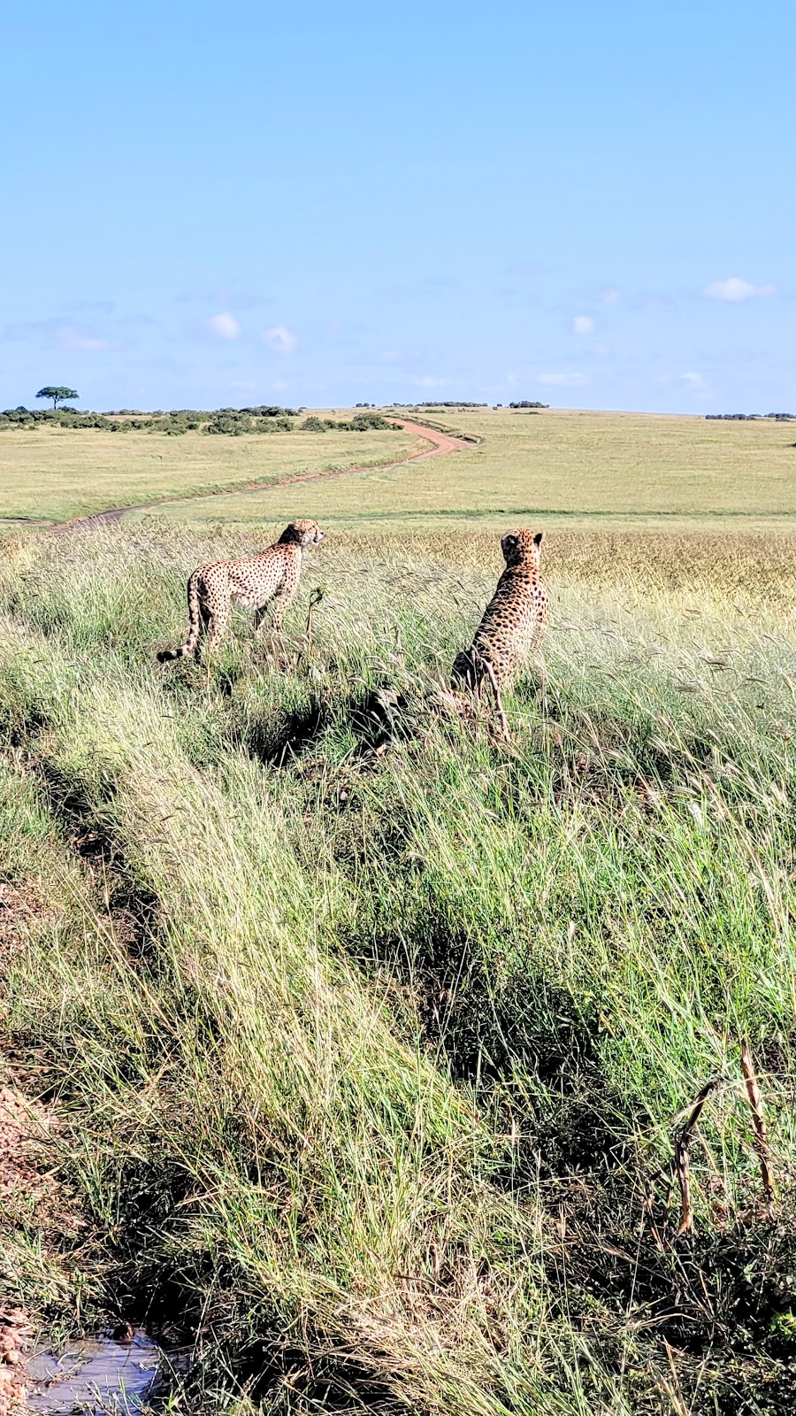 Masai Mara