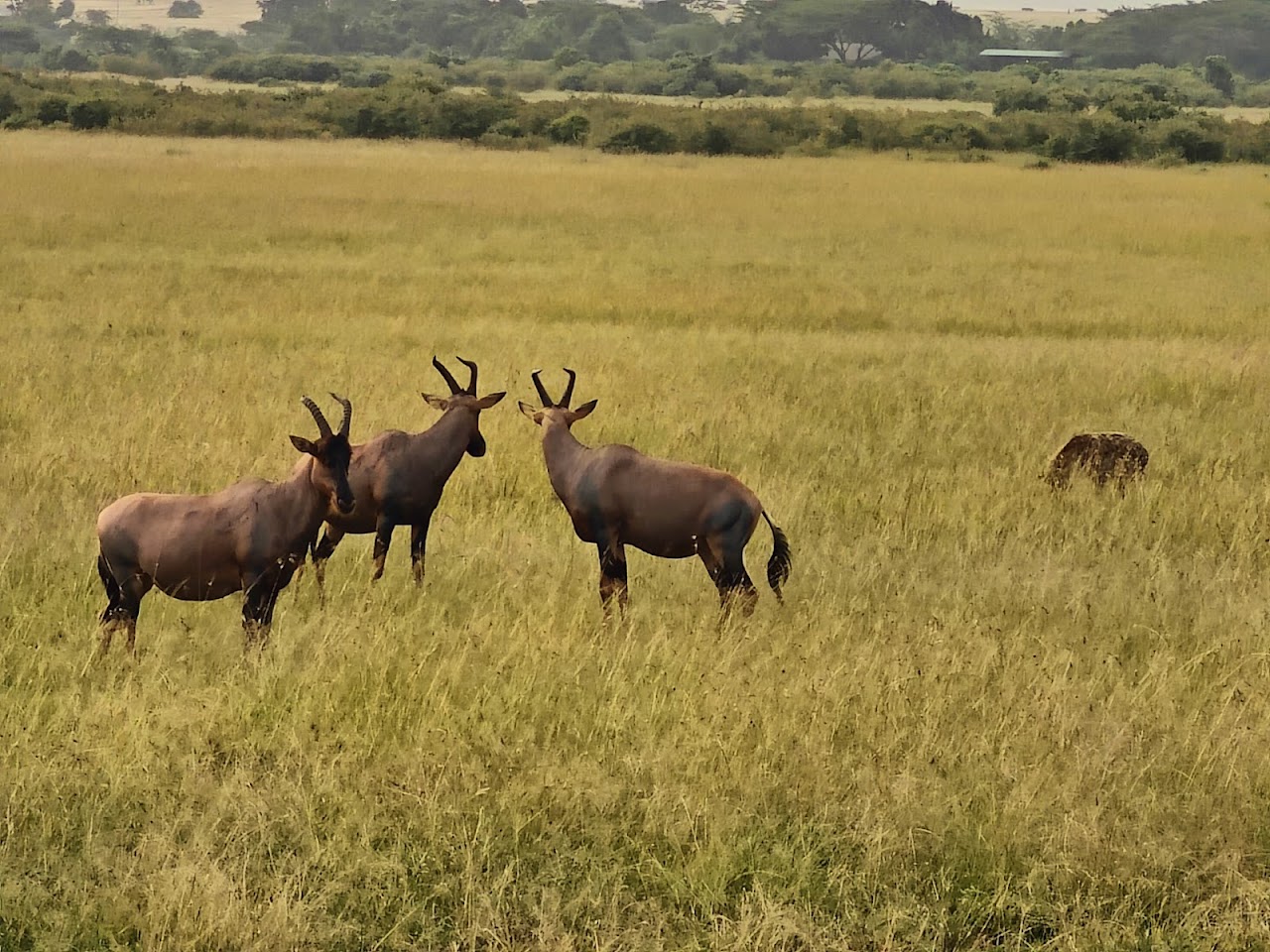 Masai Mara