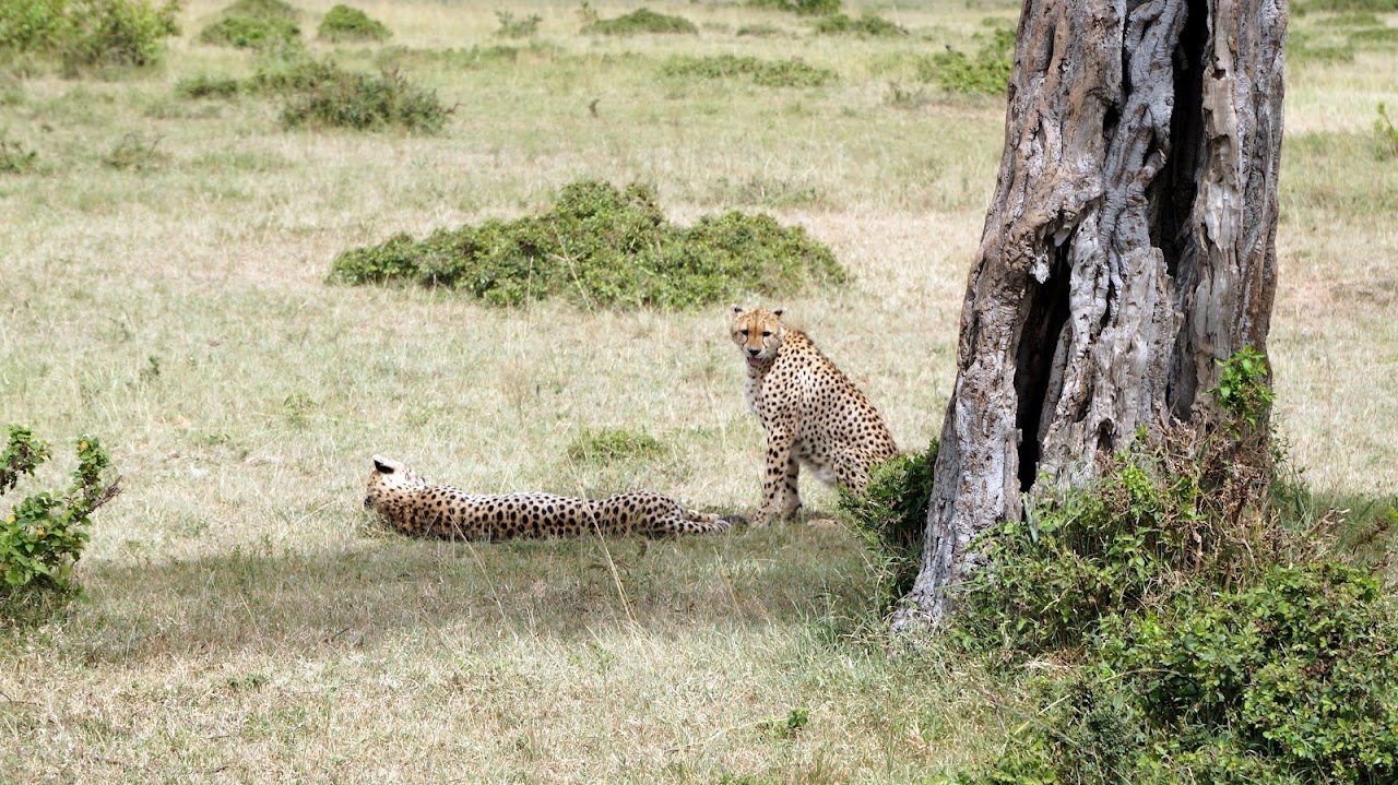 Masai Mara