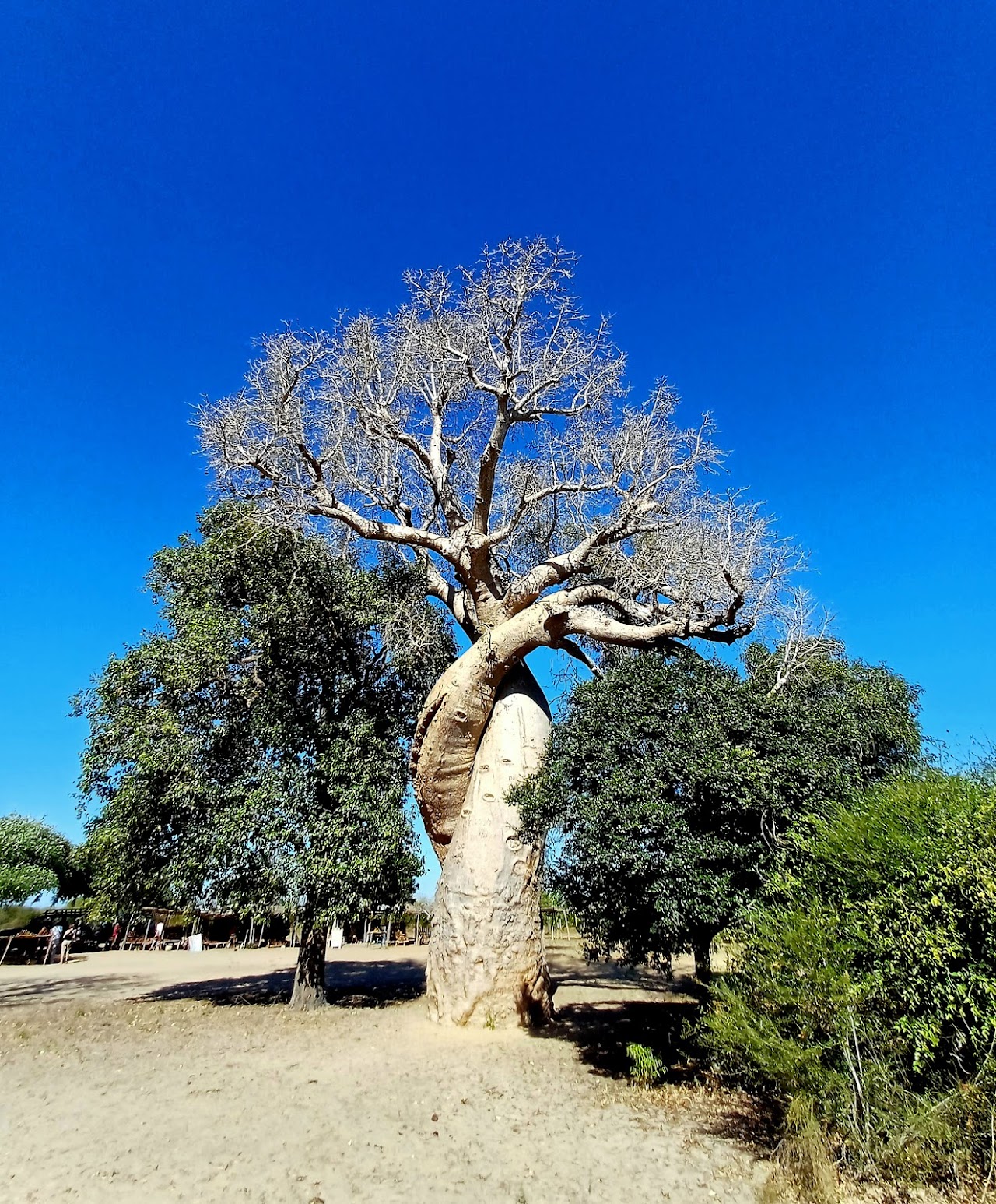 Baobab Amoureux, Мадагаскар