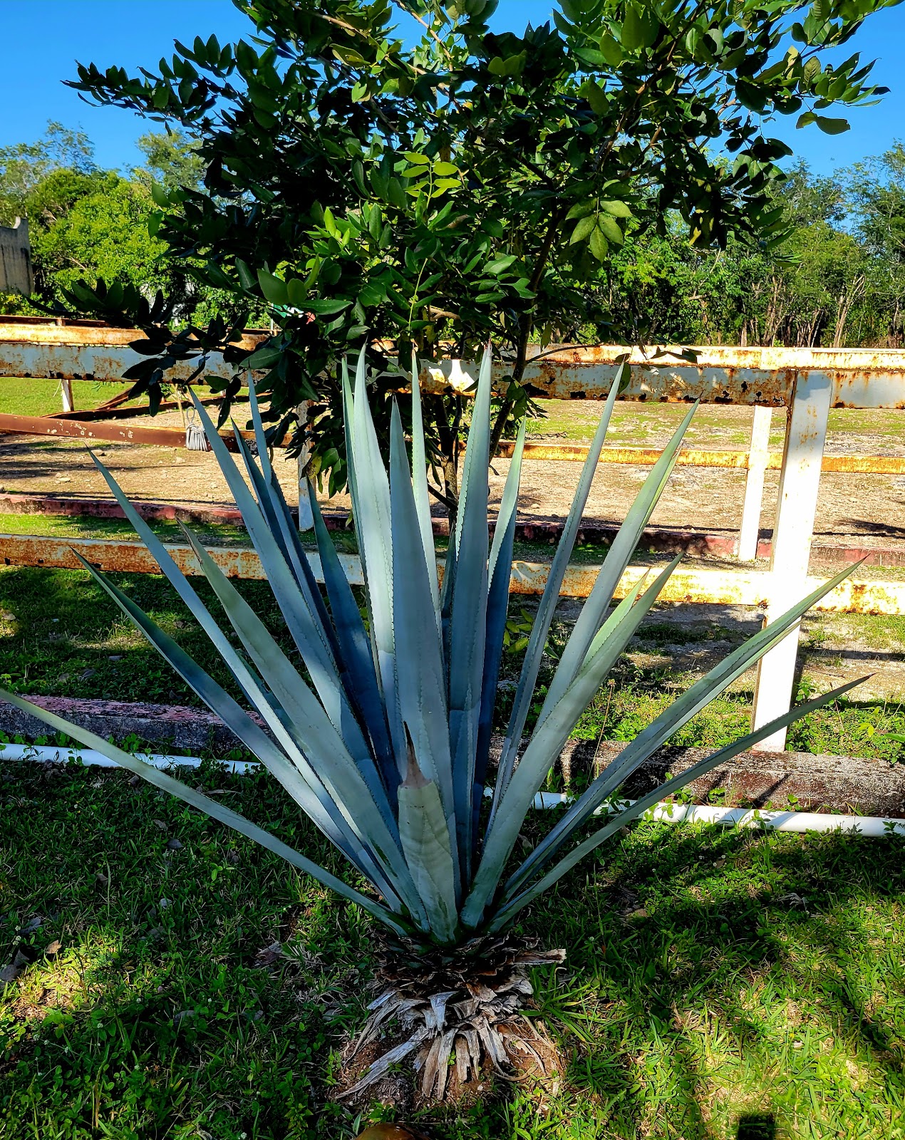 Casa Mission Tequila Tour