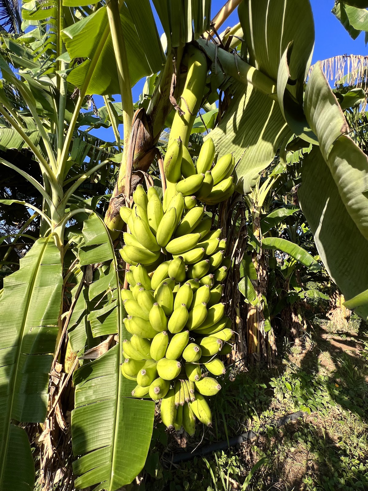 Rancho El Reparo — The Green Farm Huatulco, Мексика