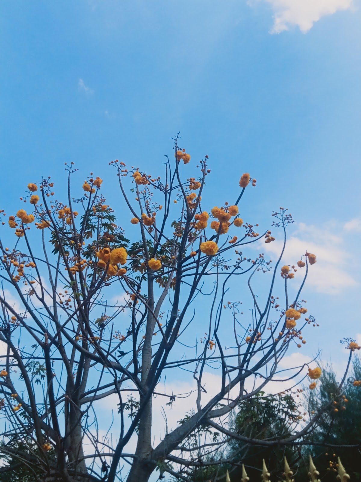 မုန့်စျေးတန်း ငွေပင်လယ်ကတ်ကြေးကိုက်ဆိုင်