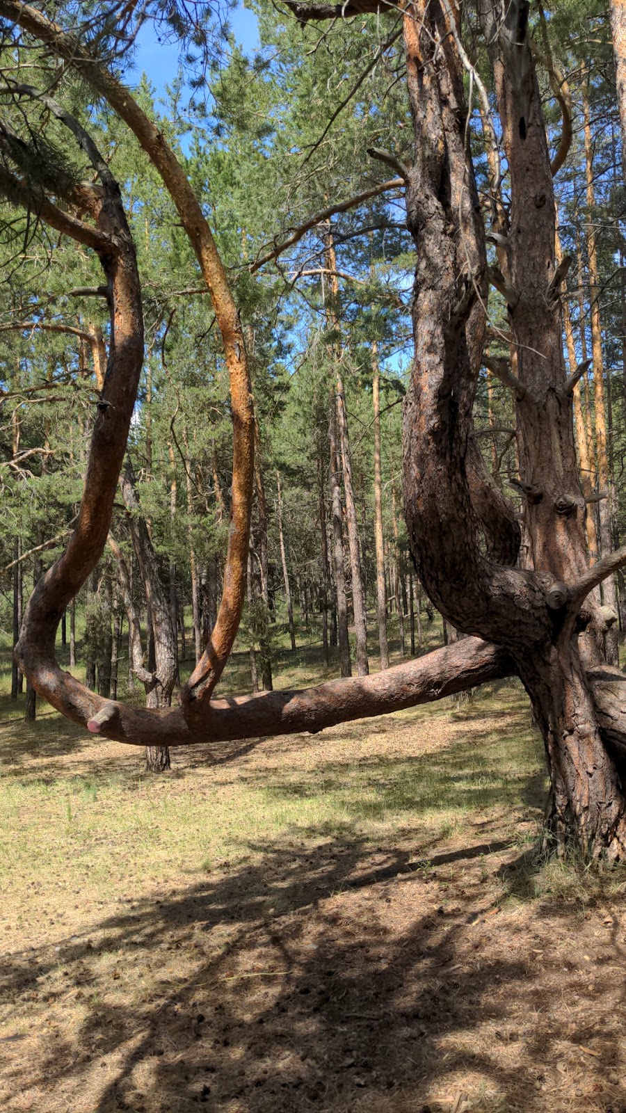 Ветвистая сосна, Самара