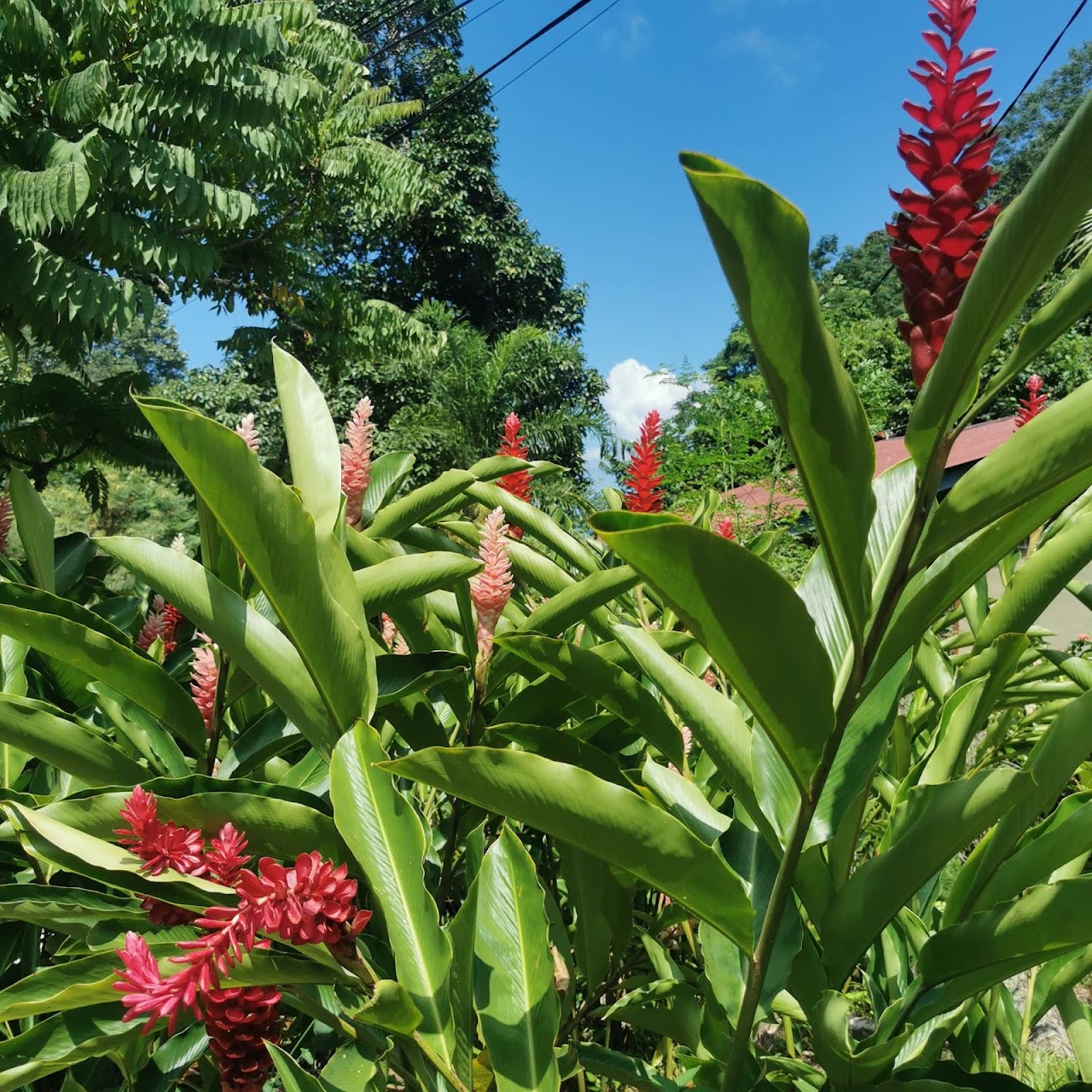 Jardin du Roi Spice Garden