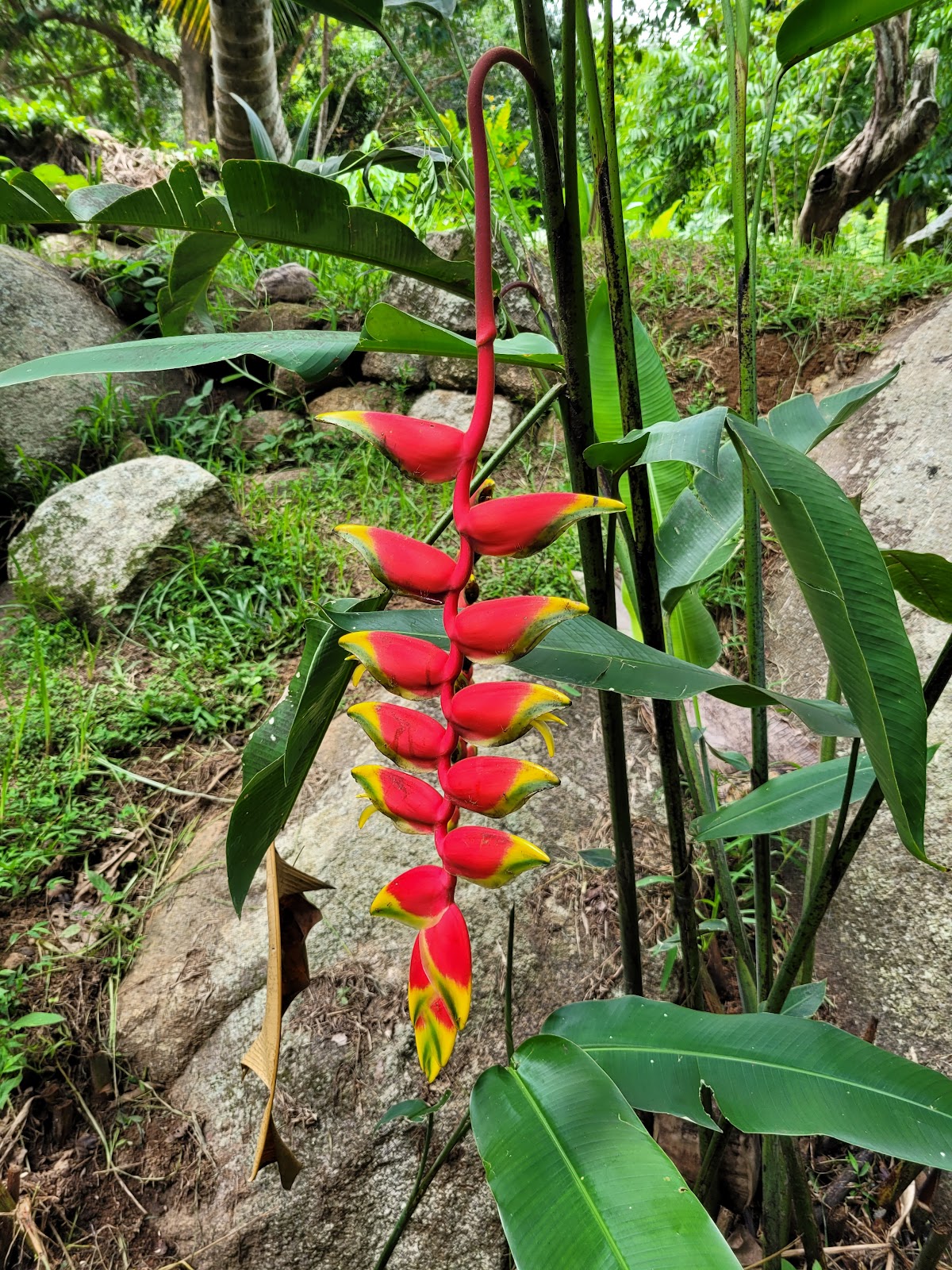 Jardin du Roi Spice Garden