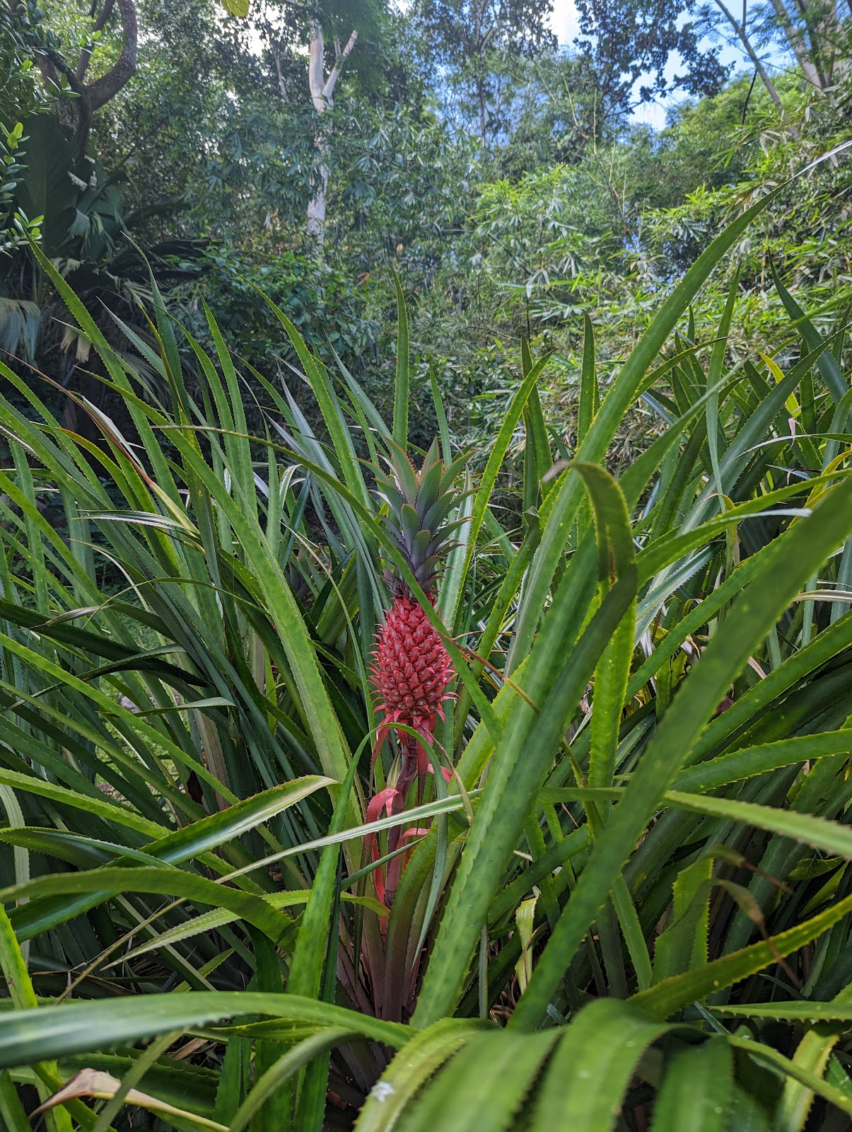 Jardin du Roi Spice Garden