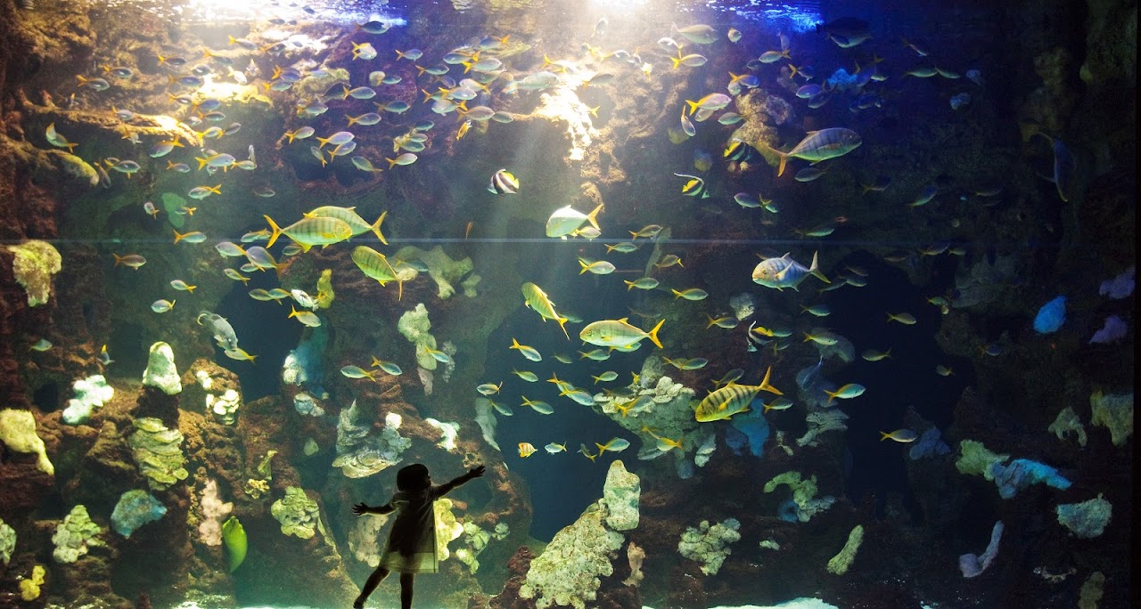 Aquarium, Сан-Себастьян