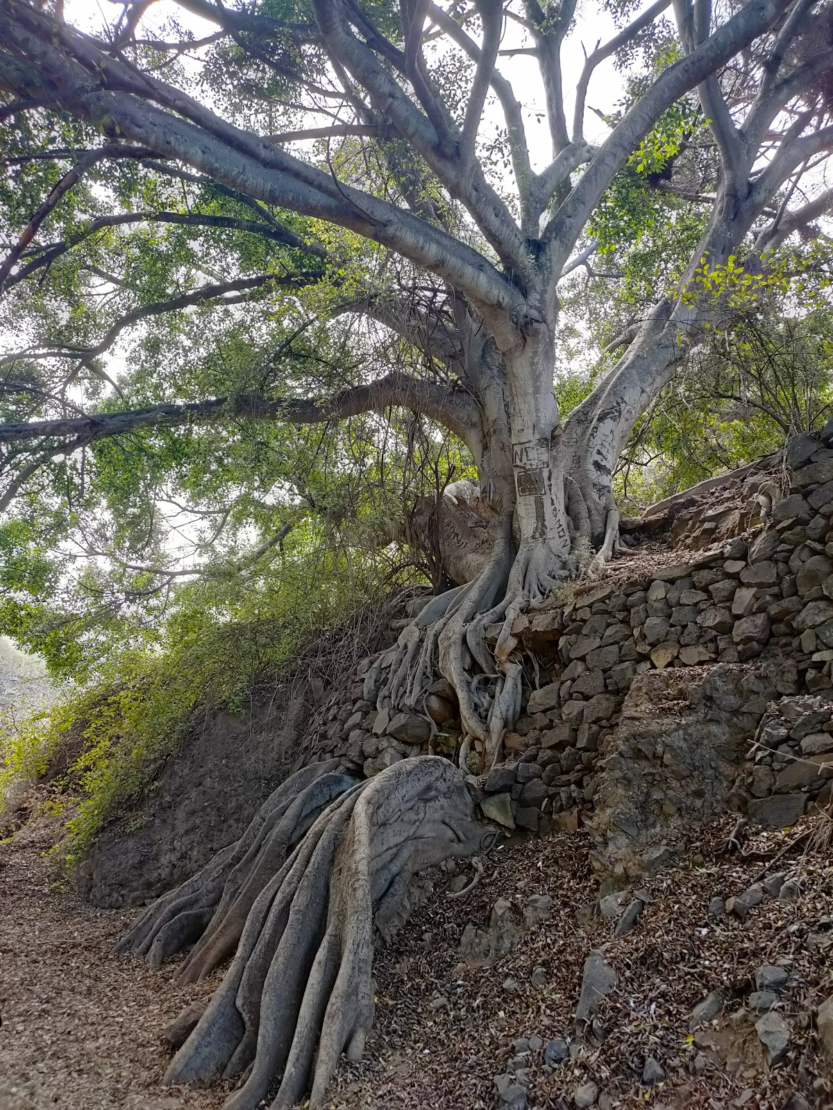 Paisaje Protegido de la Rambla de Castro