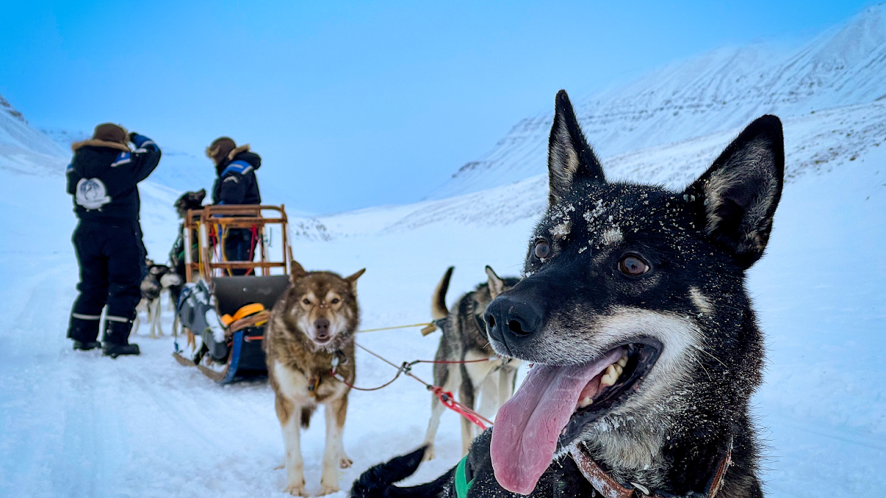 Svalbard Husky AS, Лонгйир
