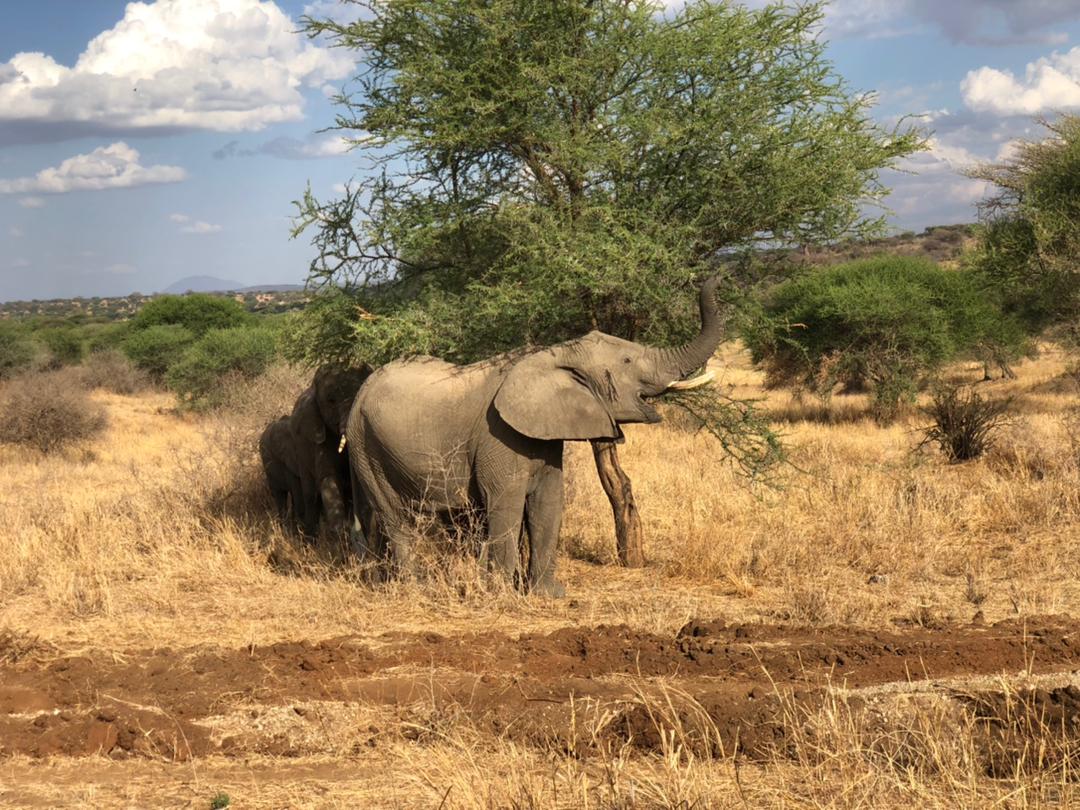safari africa co., Танзания
