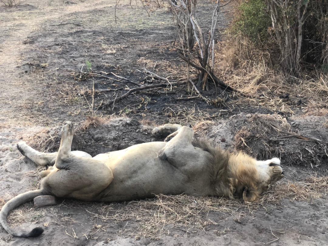 safari africa co.