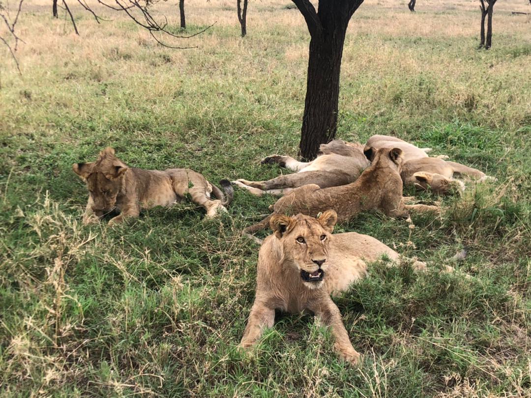 safari africa co.