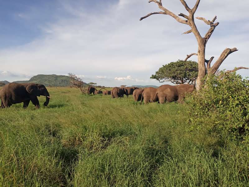 safari africa co.