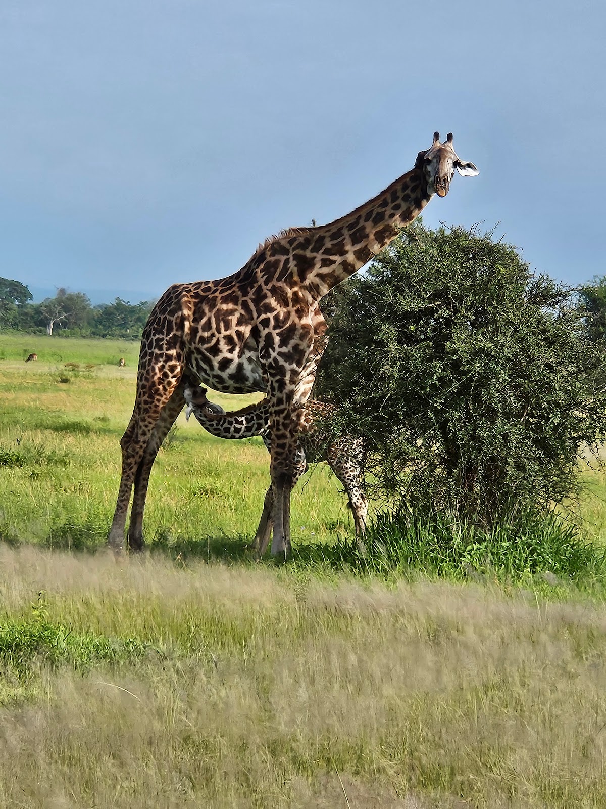 Popo Tours and Safaris