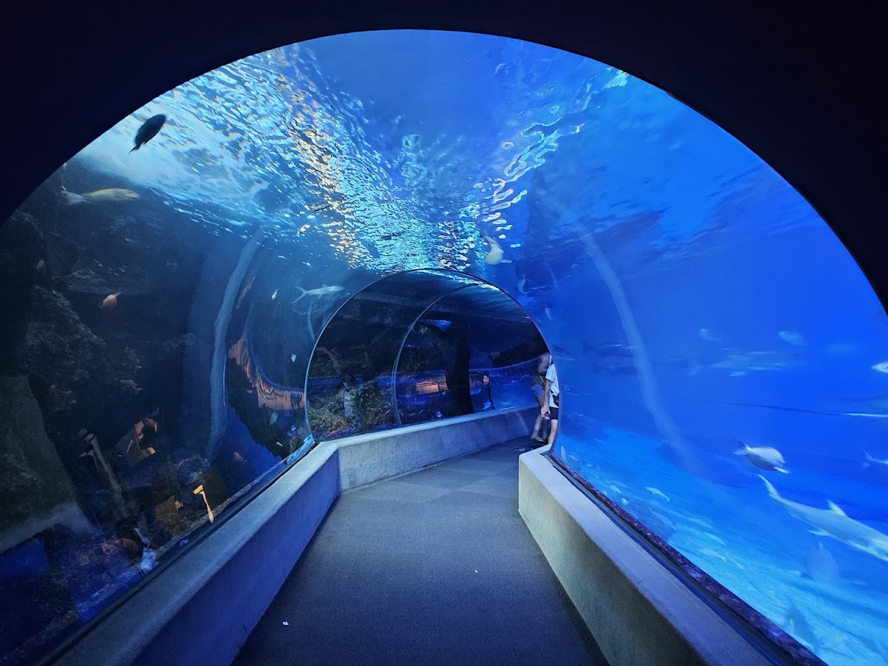 Океанический Центр Мауи, Кахулуи